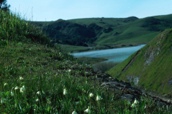 Photo taken at Nicasio Reservoir, Marin County © Stuart McKelvey and CNPS.  